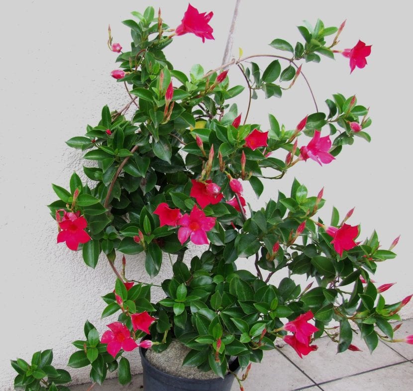 Mandevilla sanderi