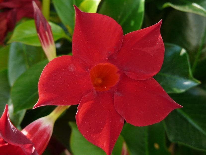 Mandevilla roja