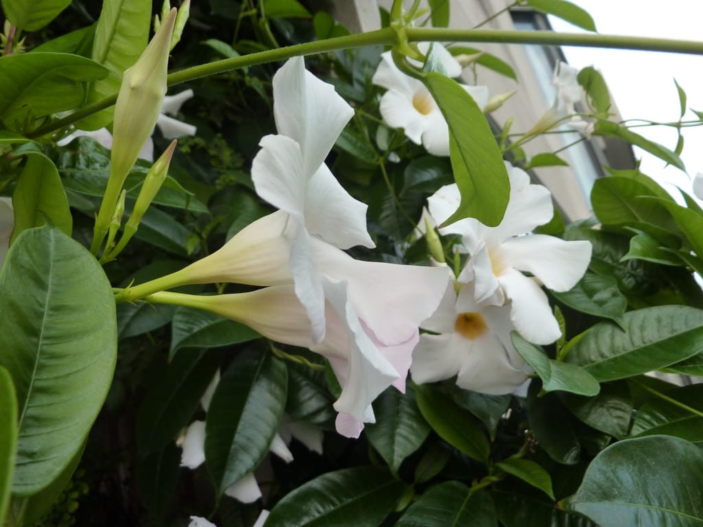 Mandevilla boliviensis, una trepadora tropical