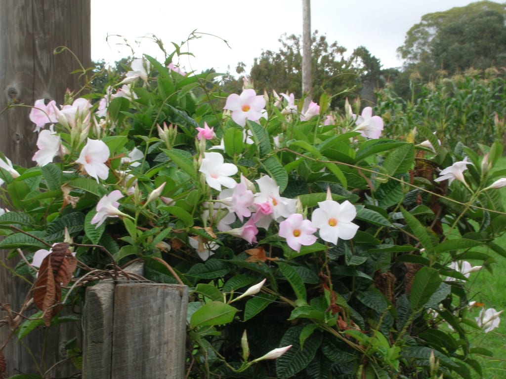Mandevilla