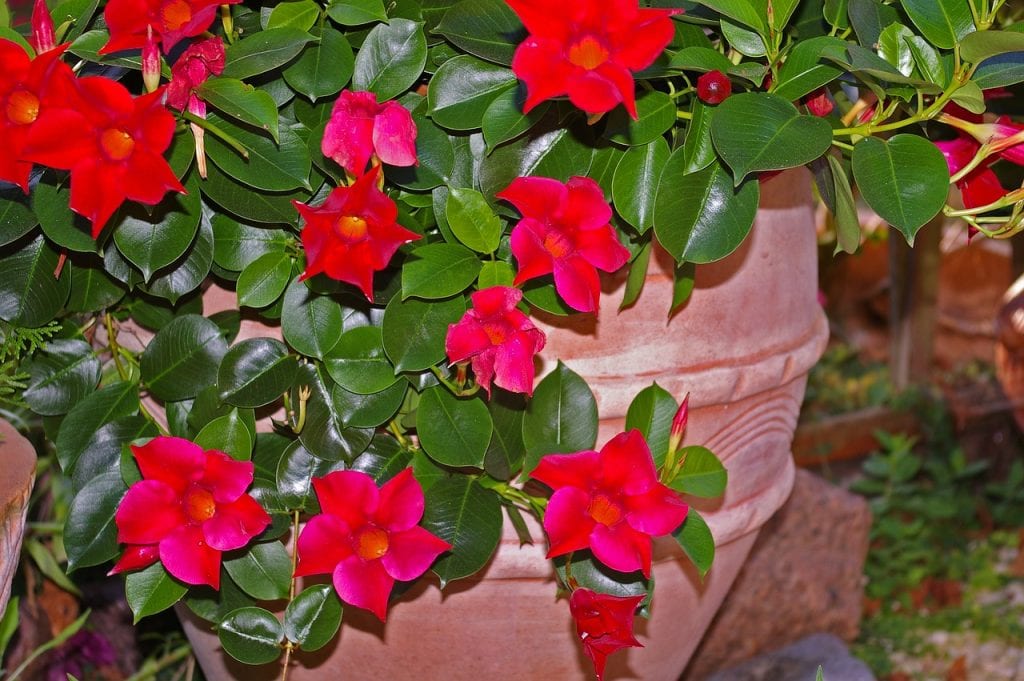 La mandevilla es una enredadera perennifolia