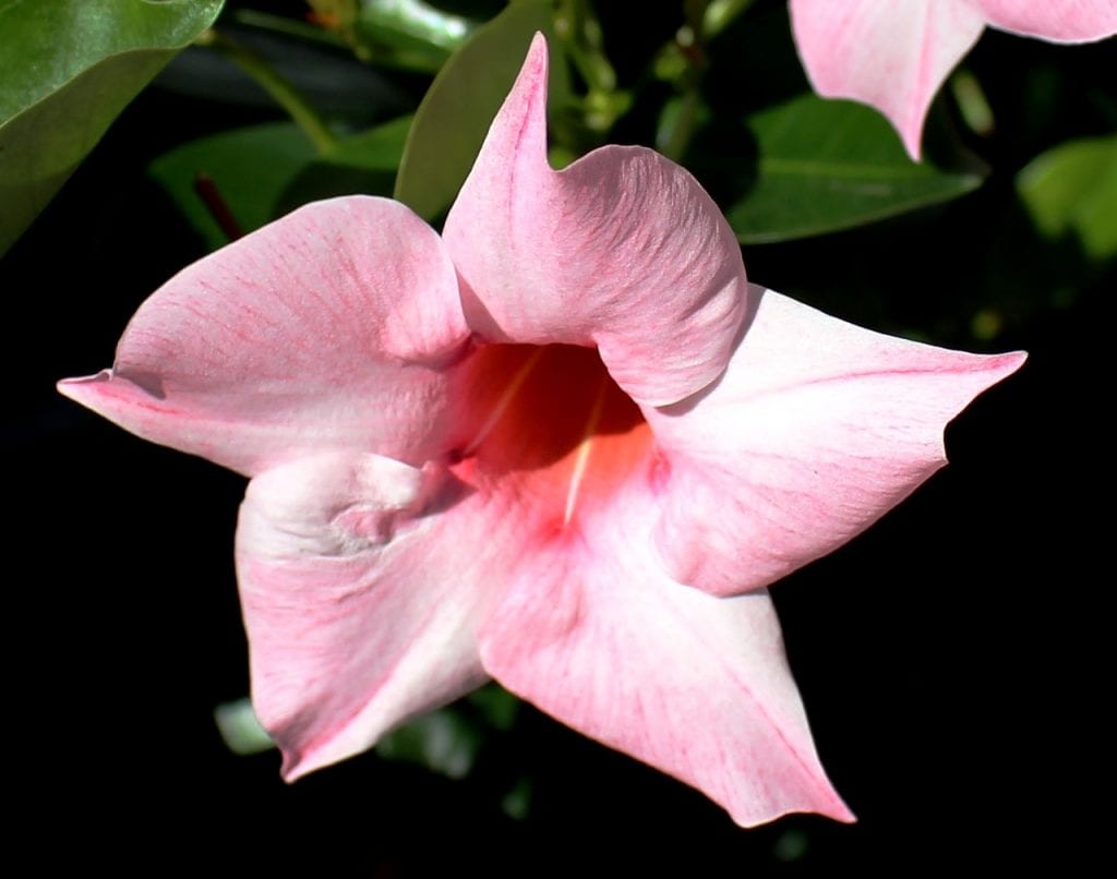La mandevilla es una enredadera tropical