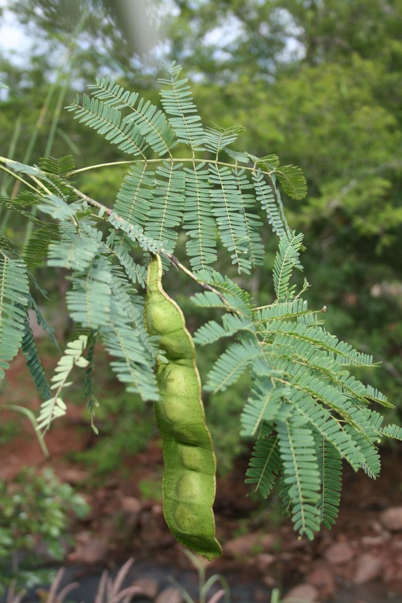 Entada abyssinica