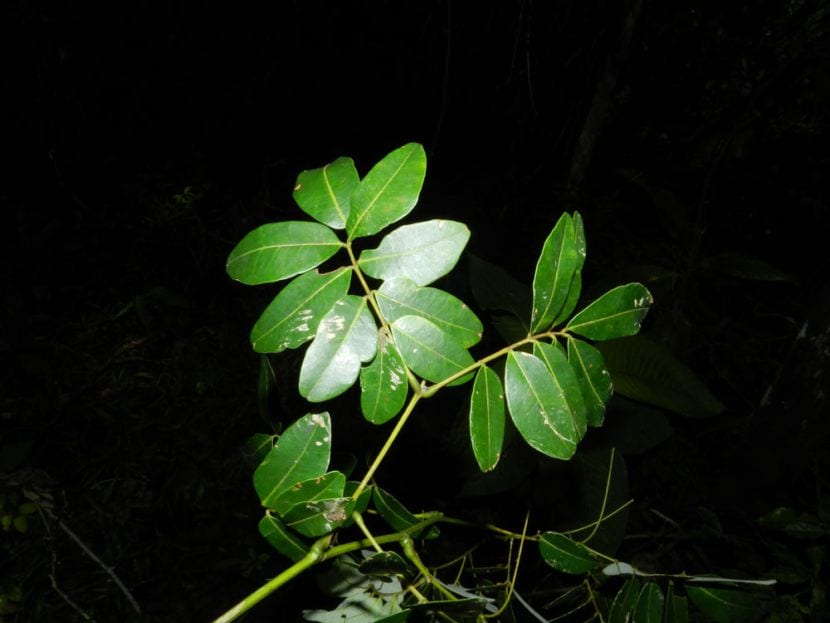 Entada gigas