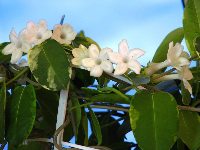 Planta de Stephanotis floribunda f. Variegata