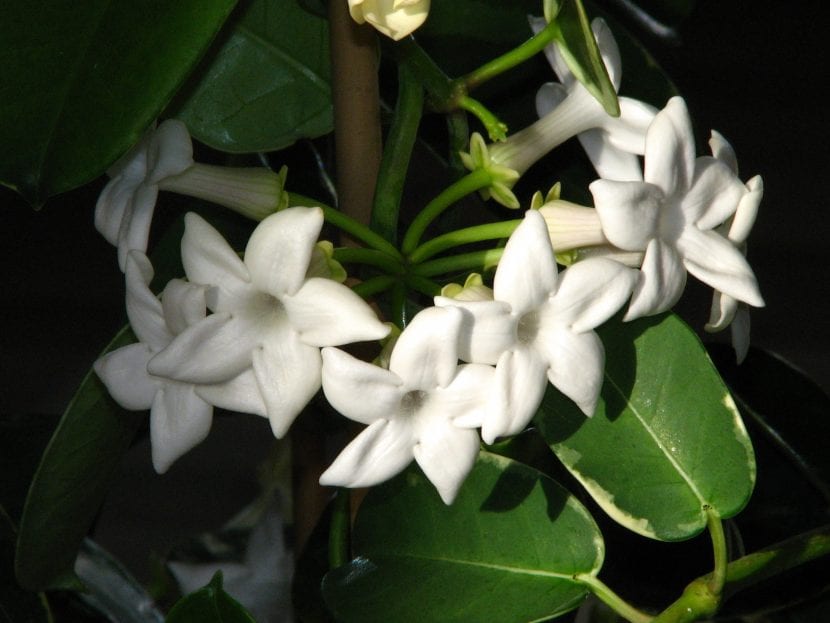 Planta de Stephanotis floribunda en flor
