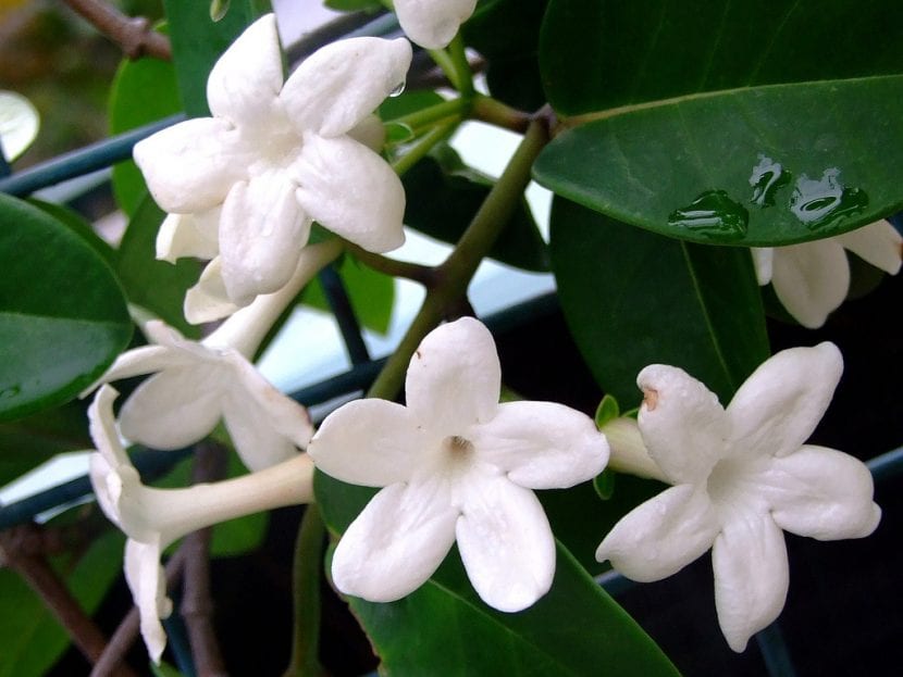 Estefanotis en flor