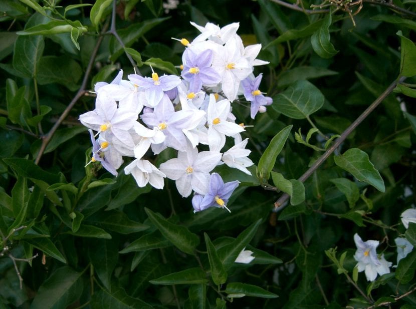 Solanum jasminoides