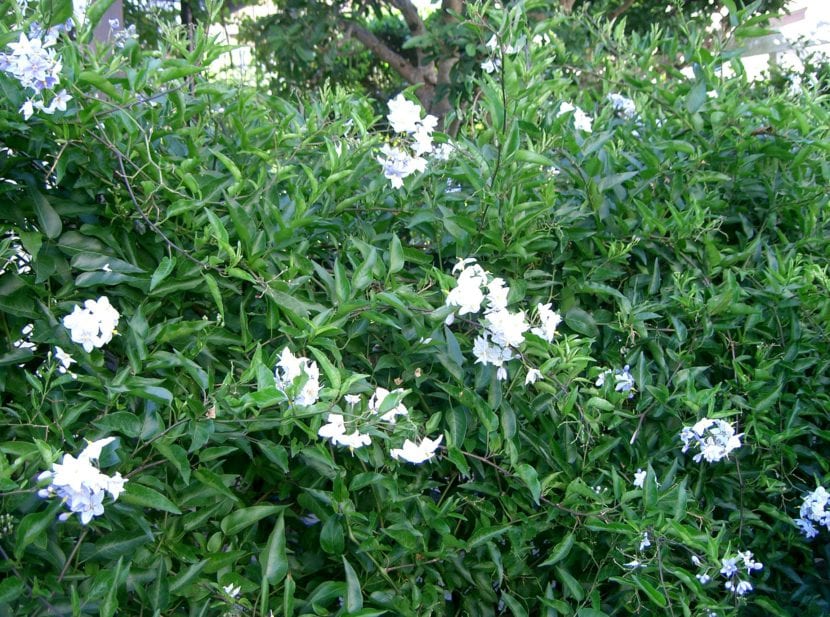 Solanum jasminoides en jardín
