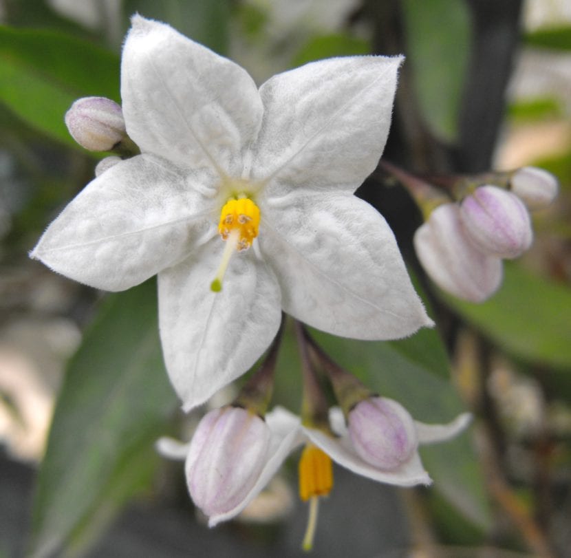 Flor de Solanum jasminoides