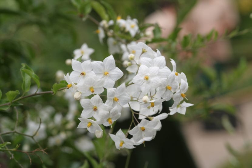 Solanum jasminoides en flor