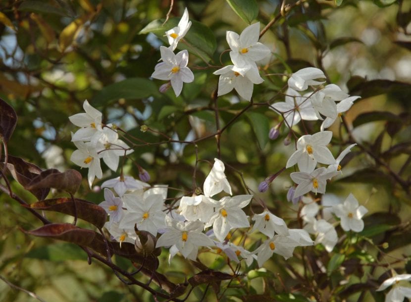 Flores blancas de Solanum jasminoides