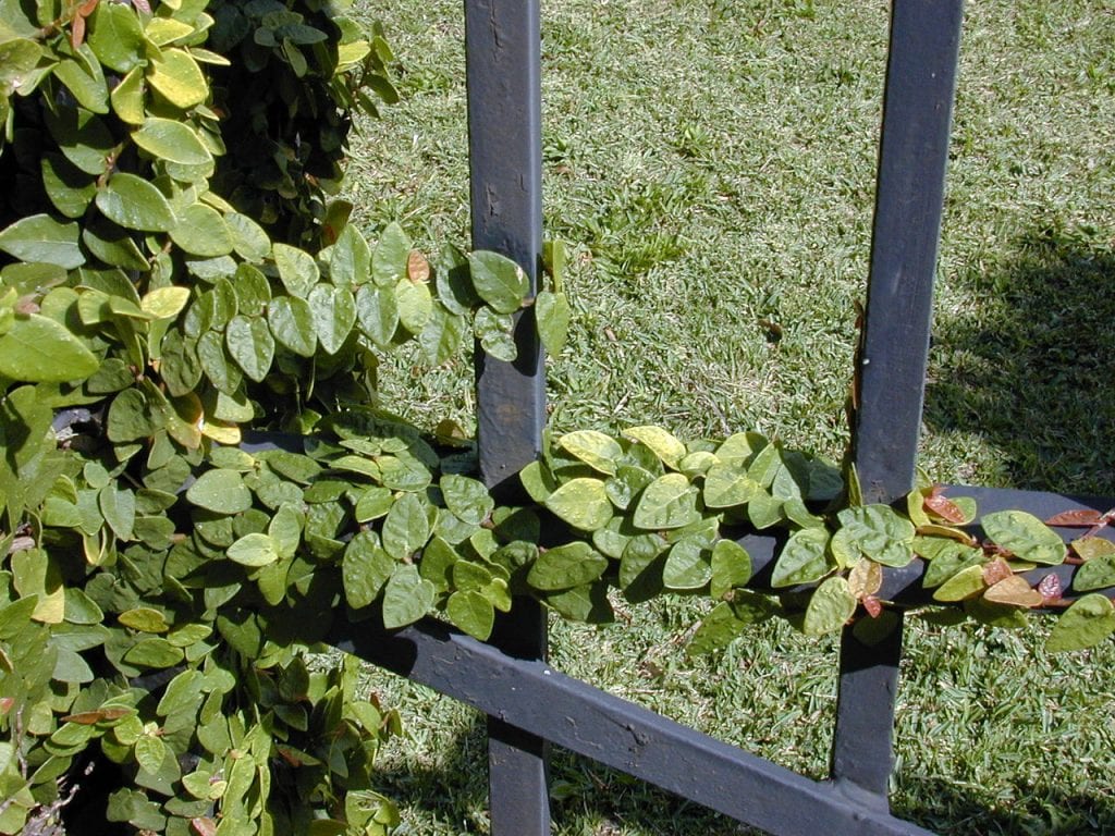Hojas de Ficus pumila