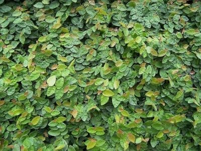 Ficus repens adherido a la superficie de un muro