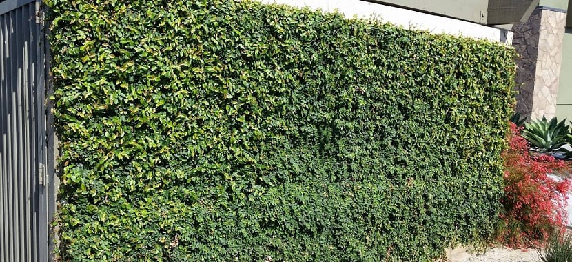 Ficus repens: daño en fachada y dónde no plantarlo