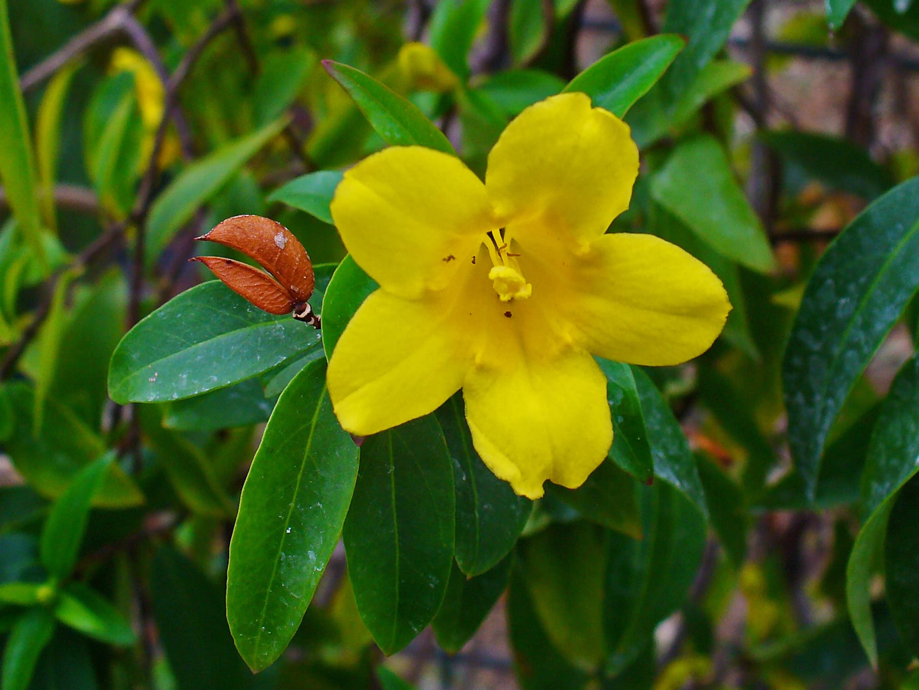 Gelsemium sempervirens: toxicidad y cultivo del jazmín de Carolina