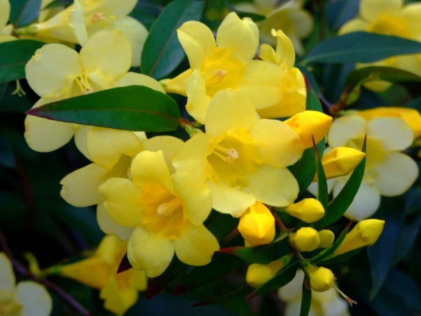 Las flores del Gelsemium son amarillas