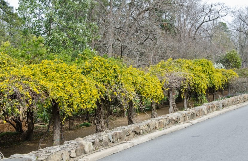 Gelsemium sempervirens