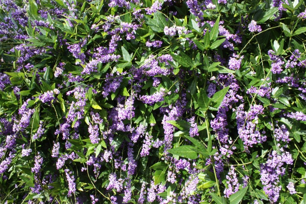 Hardenbergia comptoniana