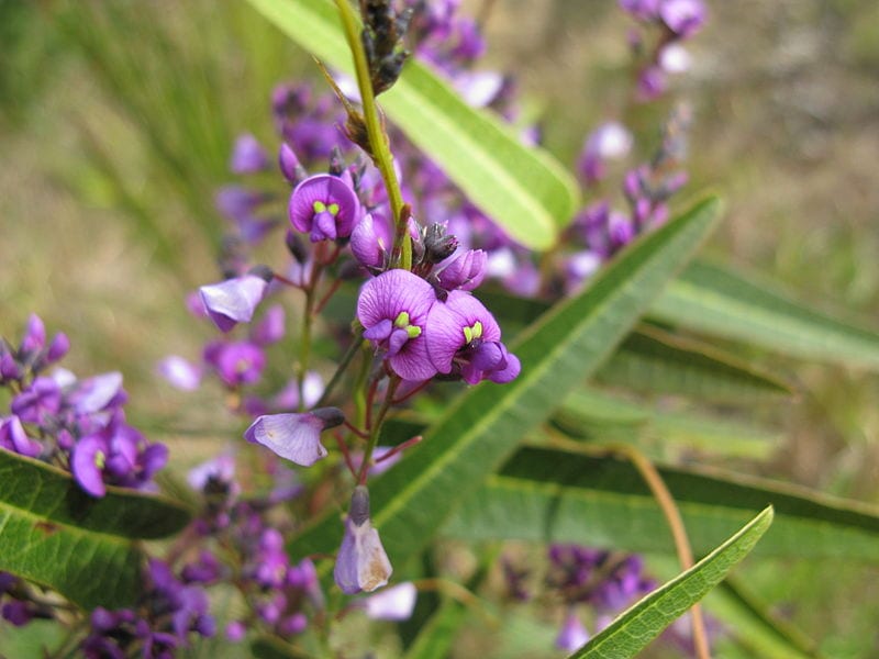 Hardenbergia violacea en flor