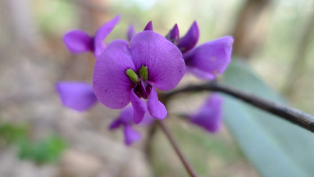 Hardenbergia violacea: la glicinia de coral compacta