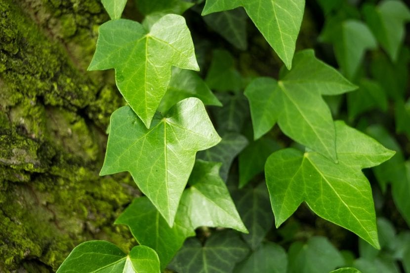 La hiedra es una planta trepadora