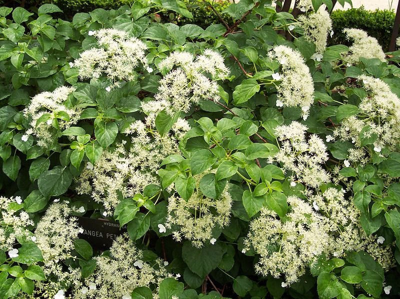 Hortensia trepadora: la trepadora que florece en sombra