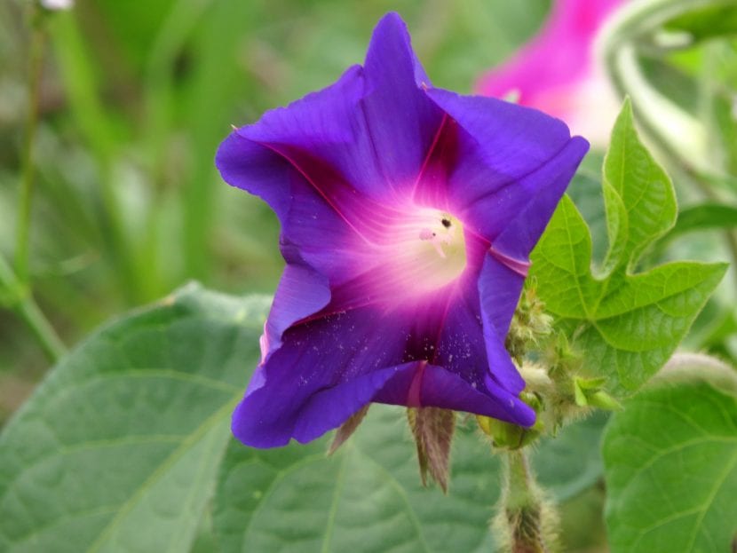 Flor de la Ipomoea violacea