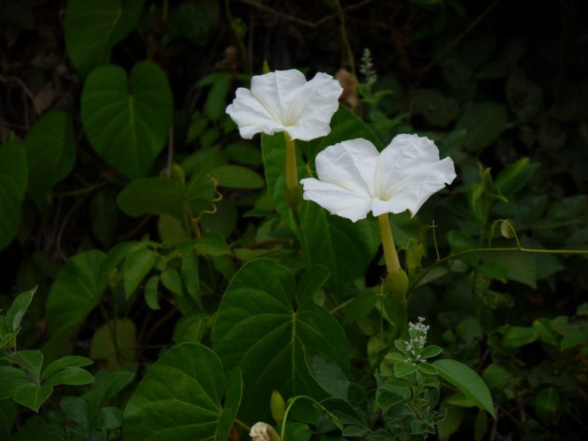 Ipomea violacea de flor blanca