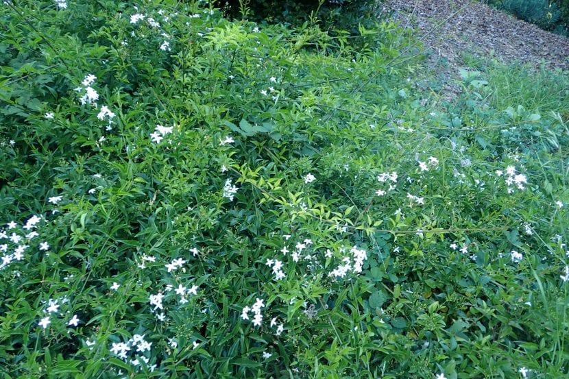 Vista del jasminum azoricum