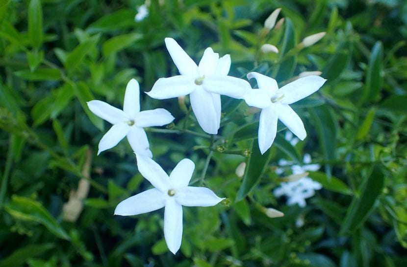 Vista del Jasminum azoricum