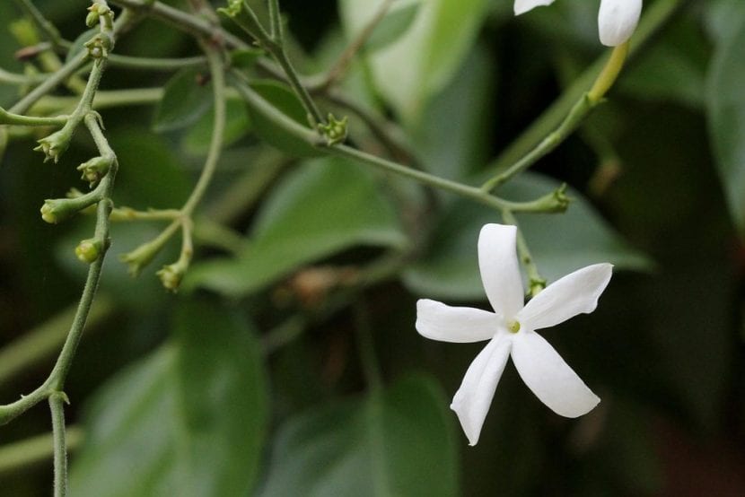 El jazmín de las Azores es una trepadora