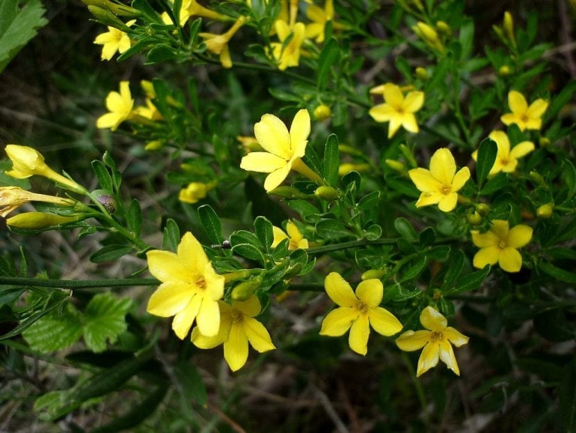 Jasminum fruticans con sus flores amarillas