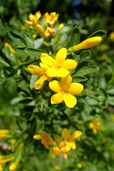 Las flores del jasminum fruticans son amarillas