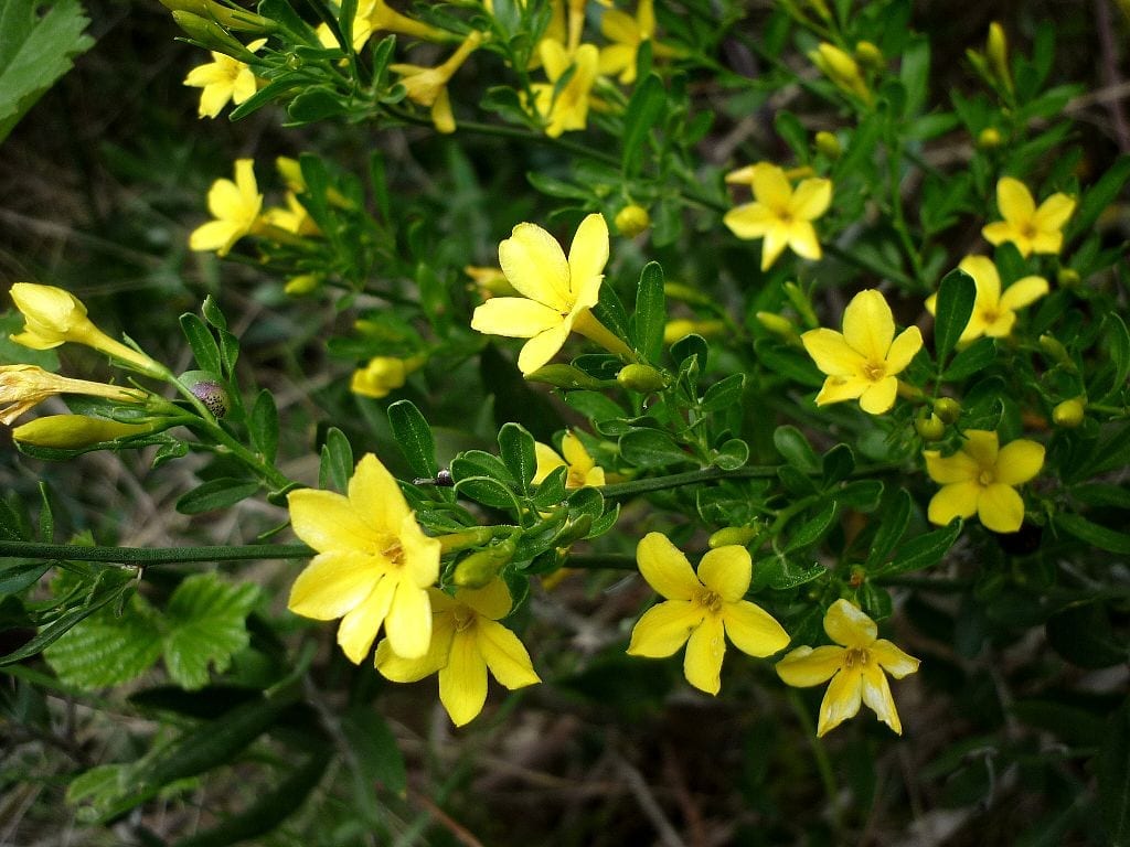 Jasminum fruticans: el jazmín silvestre ibérico