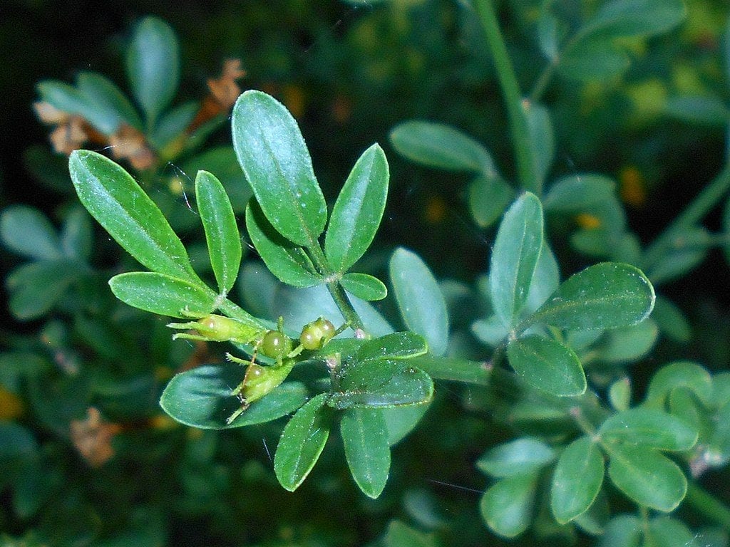 Las hojas del Jasminum fruticans son trifoliadas