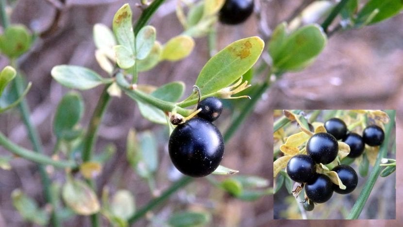 Frutos negros del Jasminum fruticans