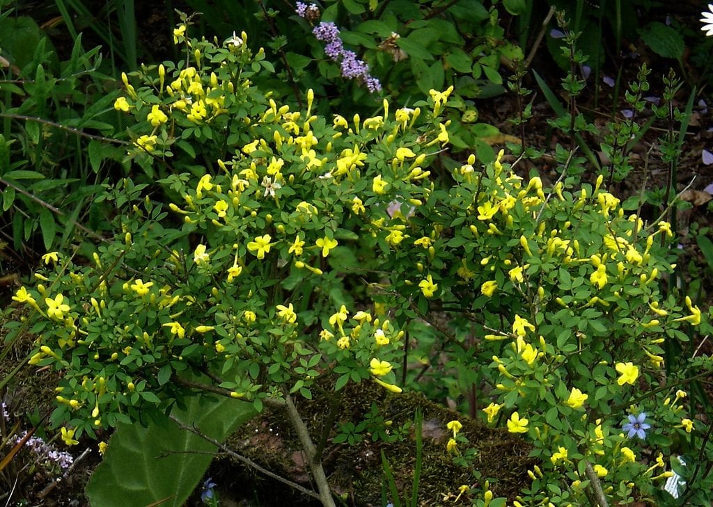 El Jasminum fruticans es una trepadora pequeña