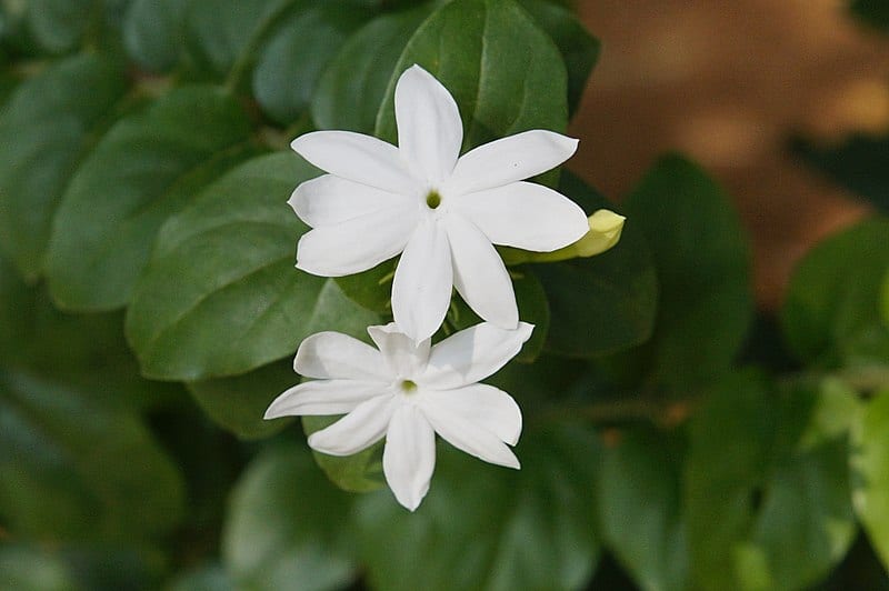 La flor de jazmín es pequeña y blanca