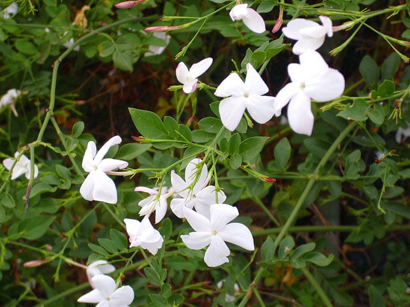 Vista de las hojas y flores del Jasminum officinale