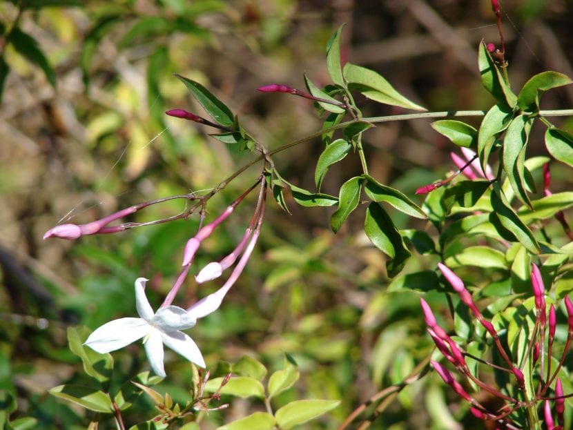 Vista de la planta Jasminum polyanthum