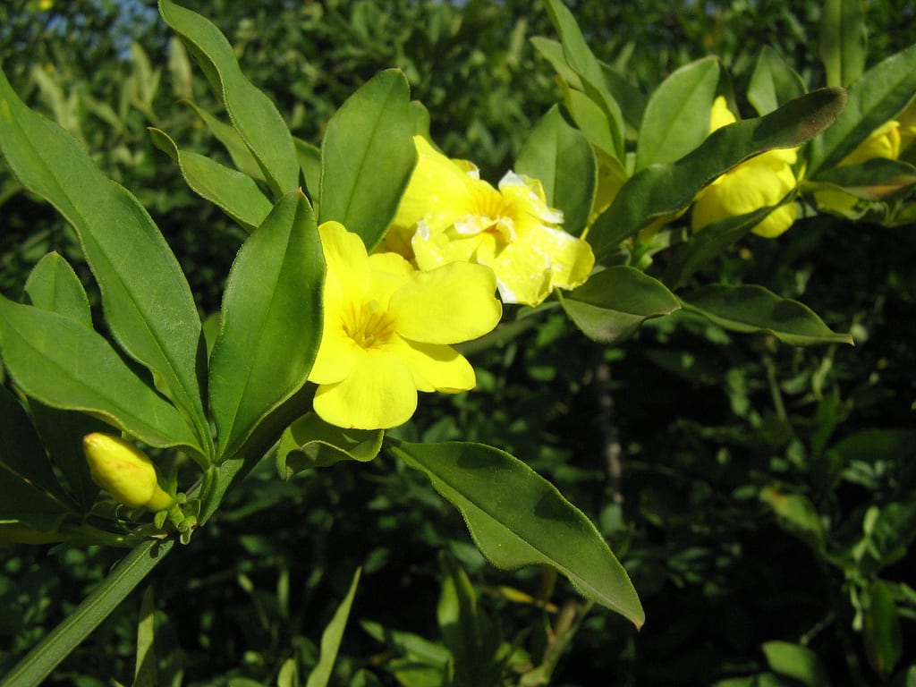 Jazmín de primavera: Jasminum mesnyi y nudiflorum