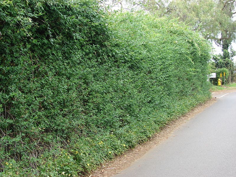 Jasminum mesnyi