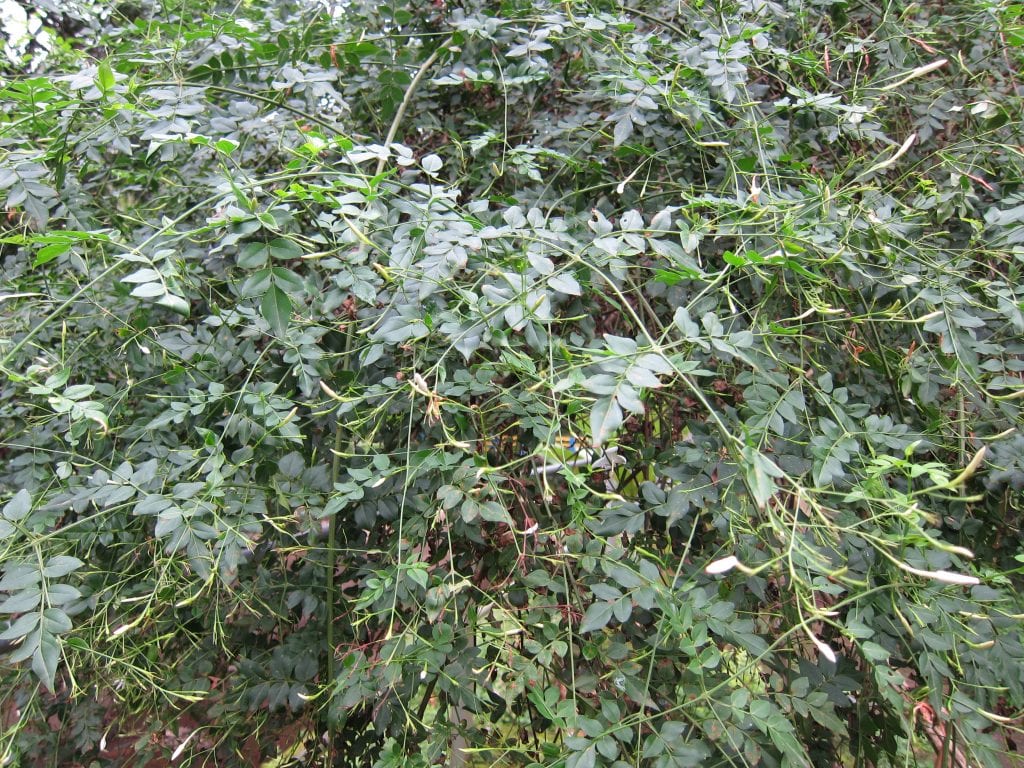 Jasminum grandiflorum es el nombre científico del jazmín real