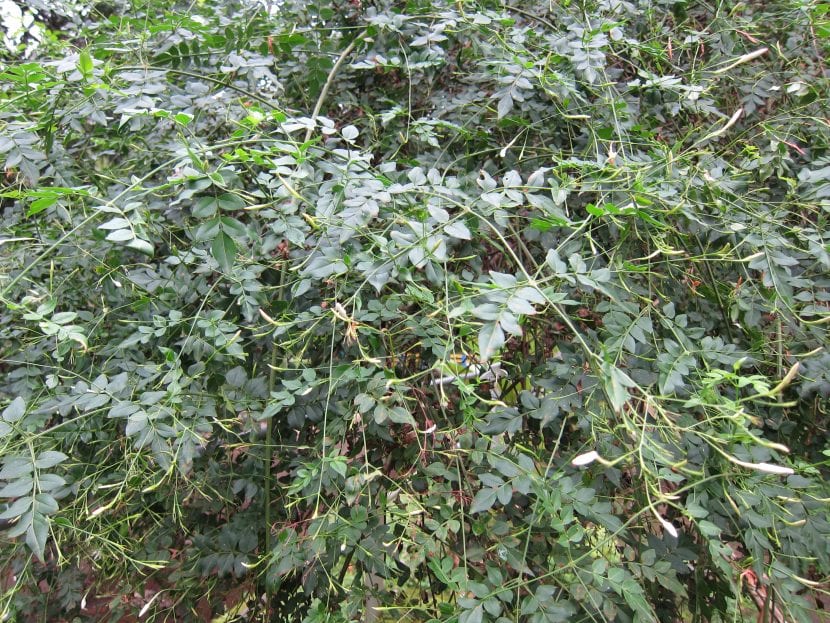 Jasminum grandiflorum con sus flores blancas