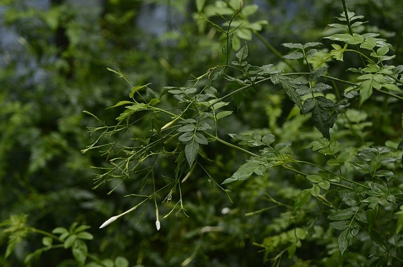 Las hojas del jazmín real son perennes, es decir, que la planta se mantiene siempreverde