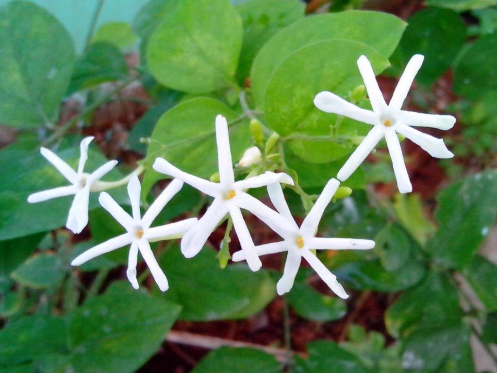 El jazmín real es una preciosa trepadora para jardín