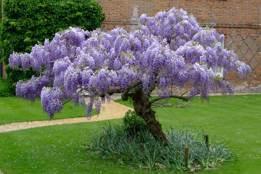 La glicinia como pieza de jardín: historia y pérgolas