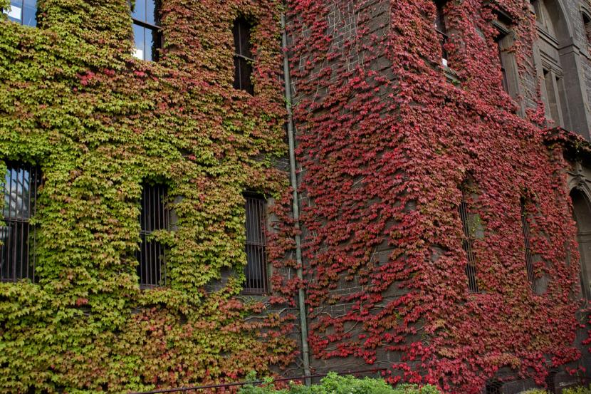 Parthenocissus