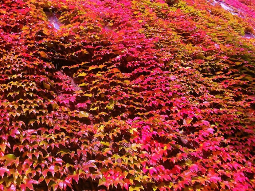 Parthenocissus tricuspidata